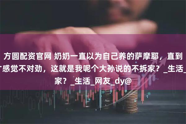 方圆配资官网 奶奶一直以为自己养的萨摩耶，直到家快没了才感觉不对劲，这就是我呢个大孙说的不拆家？_生活_网友_dy@